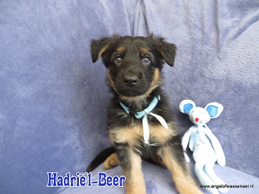 Hadriël, zwart-bruine Oudduitse Herder reu van 6 weken oud